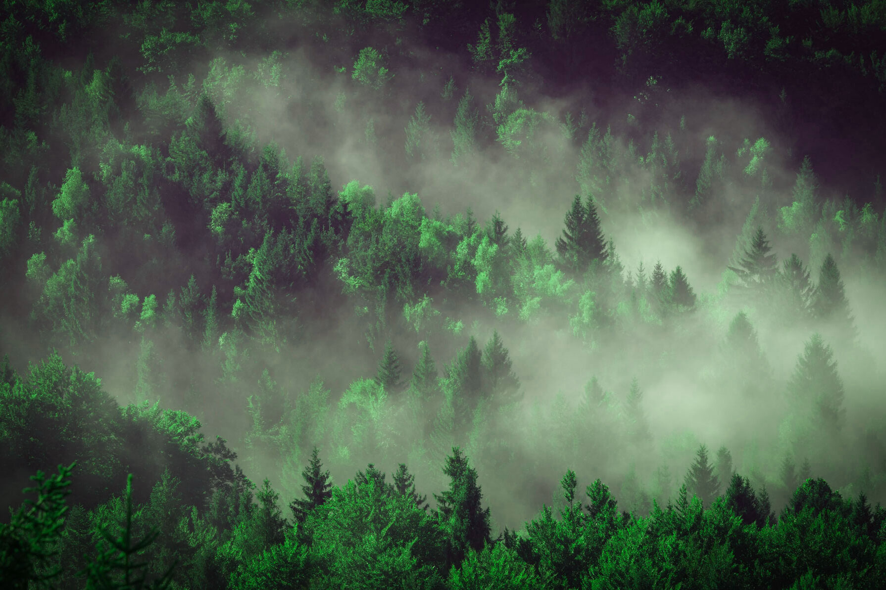 environmental policy